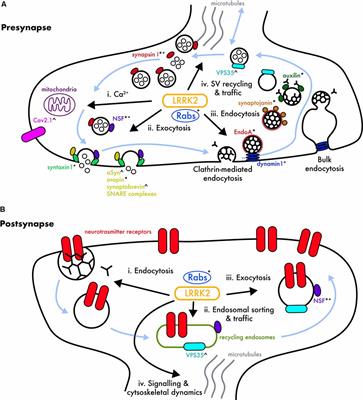 A Critical LRRK at the Synapse? The Neurobiological Function and Pathophysiological Dysfunction of LRRK2